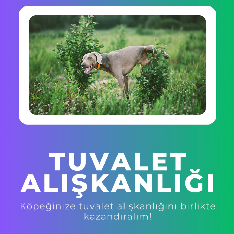 Yakınlaş